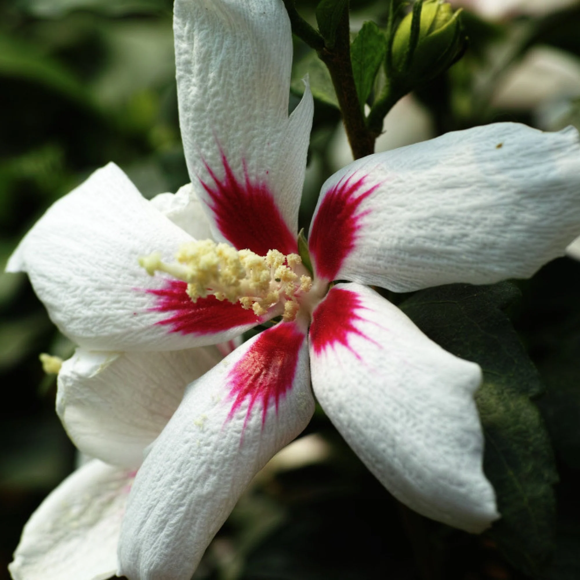 Gartenhibiskus 'Little Legends White'