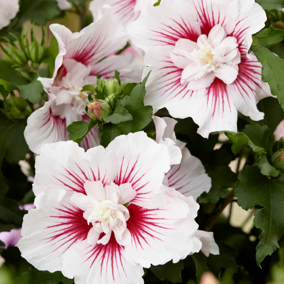 Gartenhibiskus 'Starburst Chiffon®'