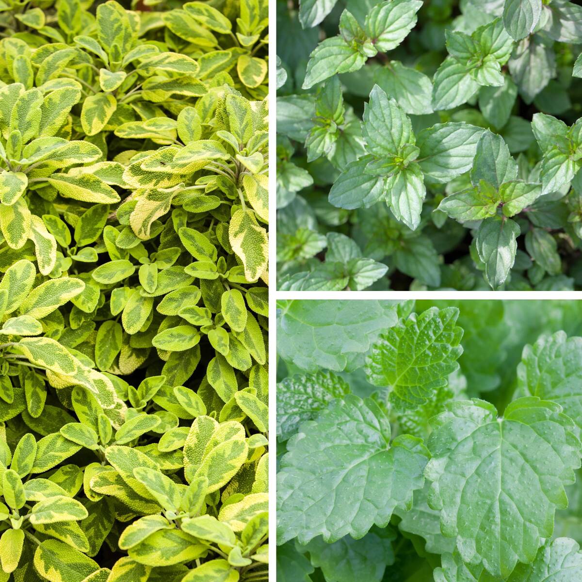 Gartenkräuter "Aromatische Gaumenfreude"