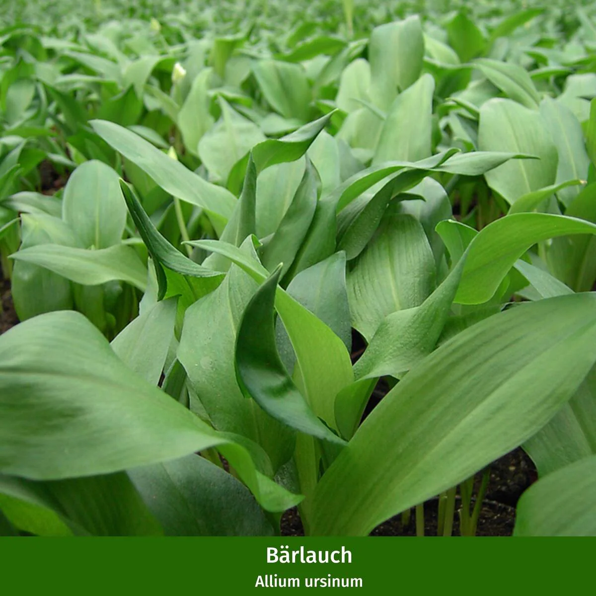 Gartenkräuter "Frühlingsboten" - Image 3
