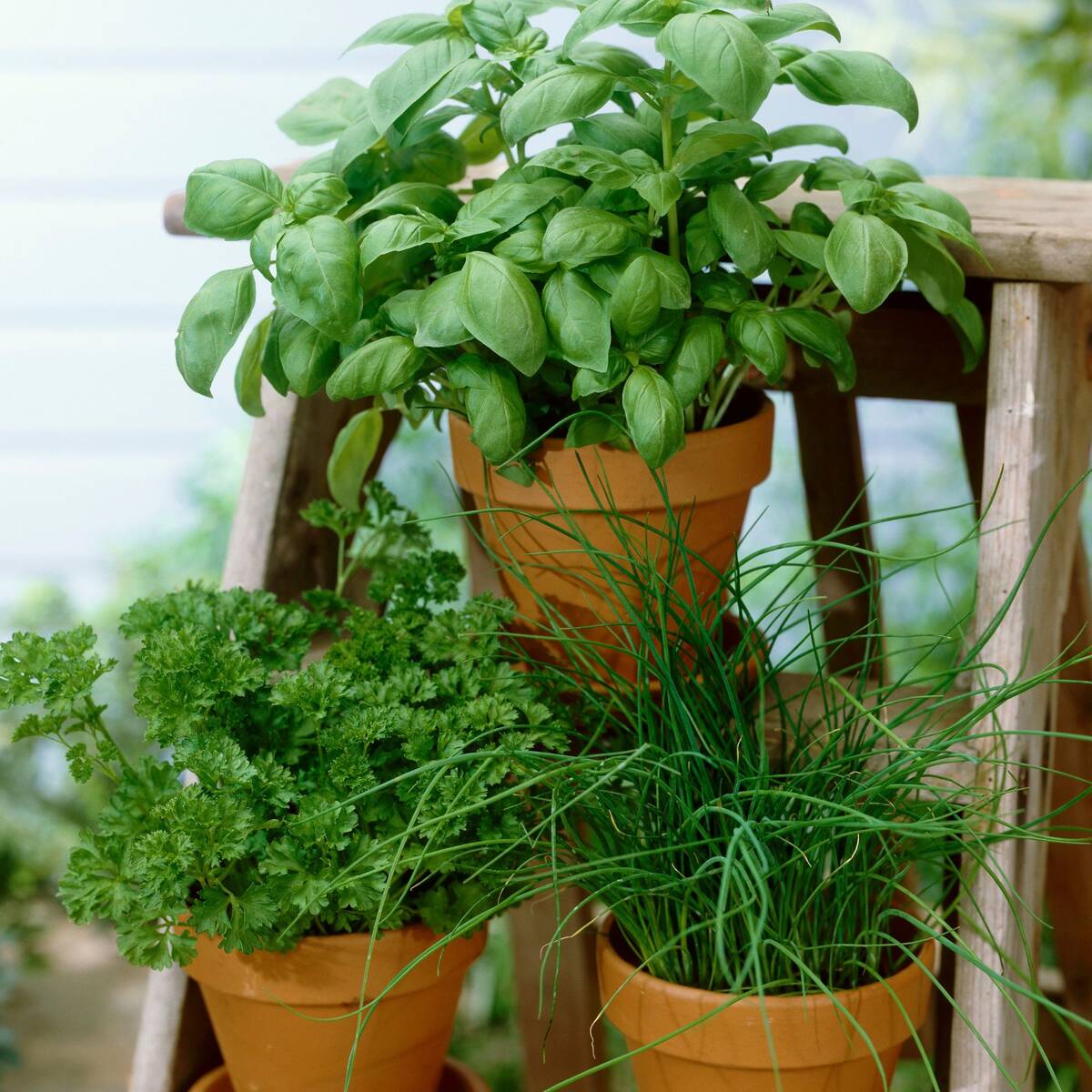 Gartenkräuter "Kräuterfreude"