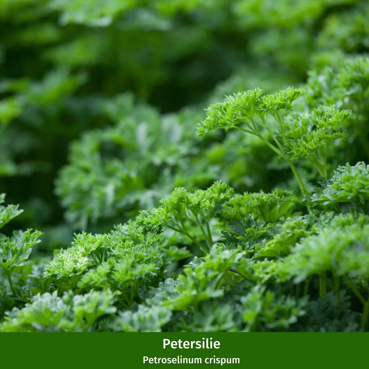 Gartenkräuter "Kräuterfreude" - Image 3