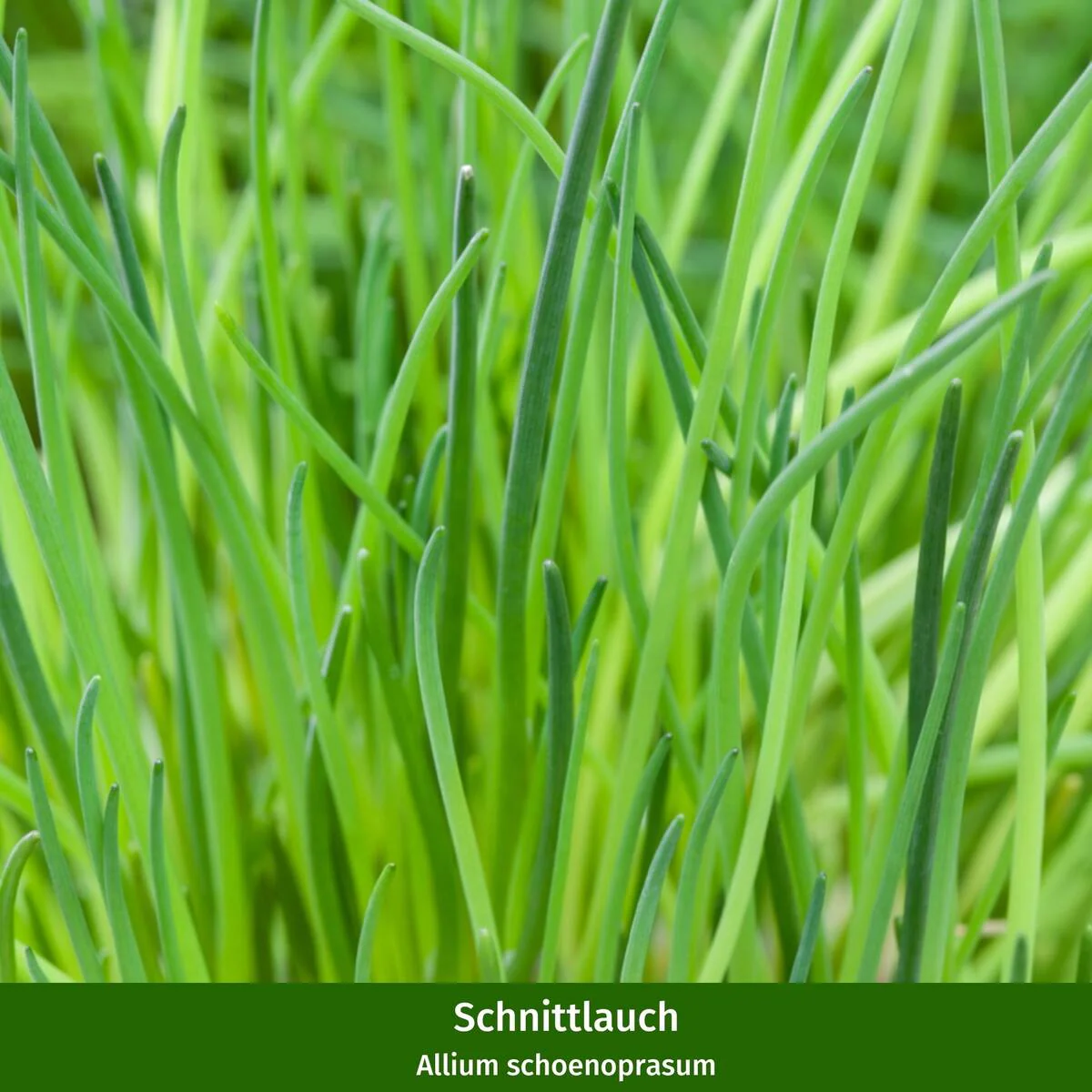 Gartenkräuter "Kräuterfreude" - Image 4
