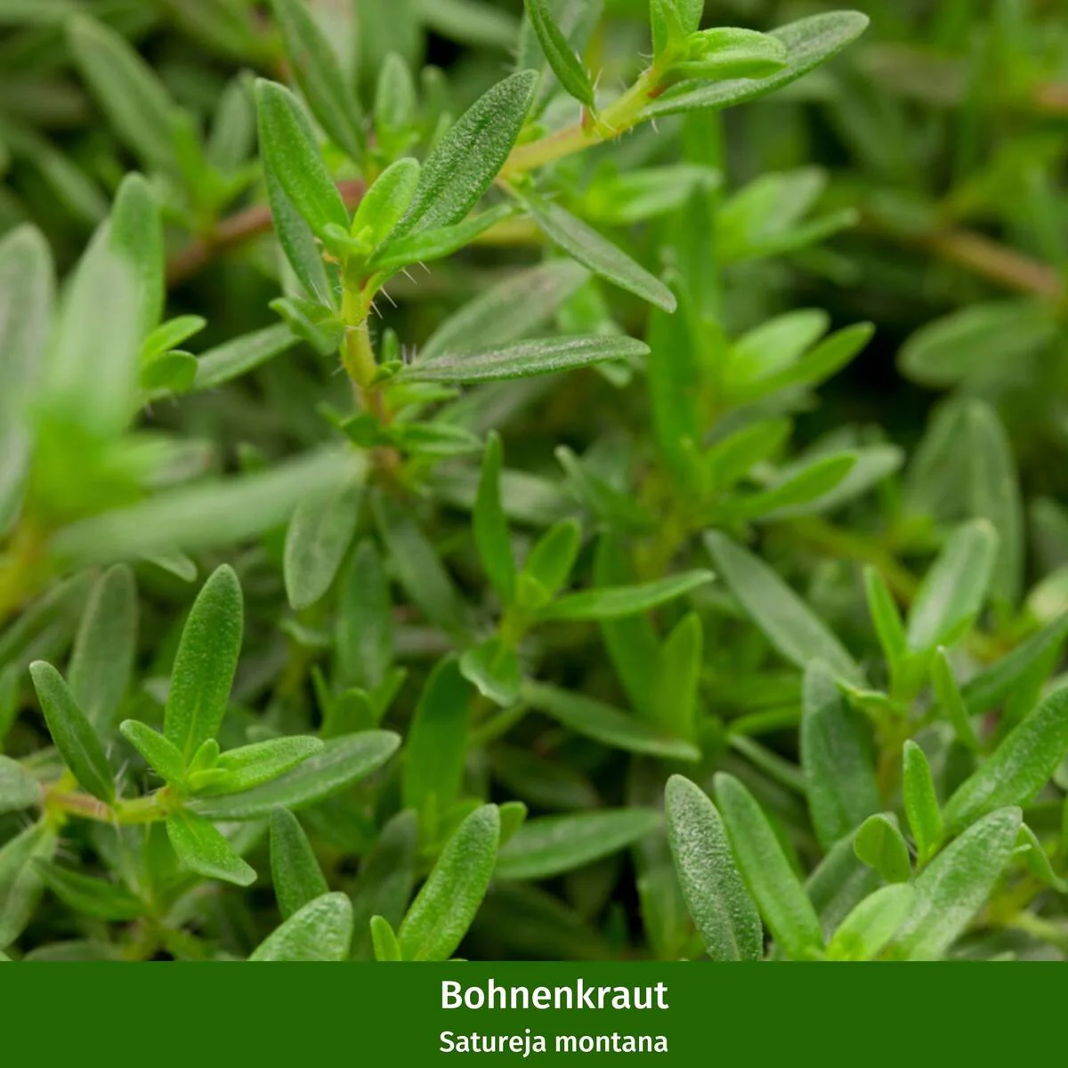 Gartenkräuter "Kräuterpracht" - Image 5