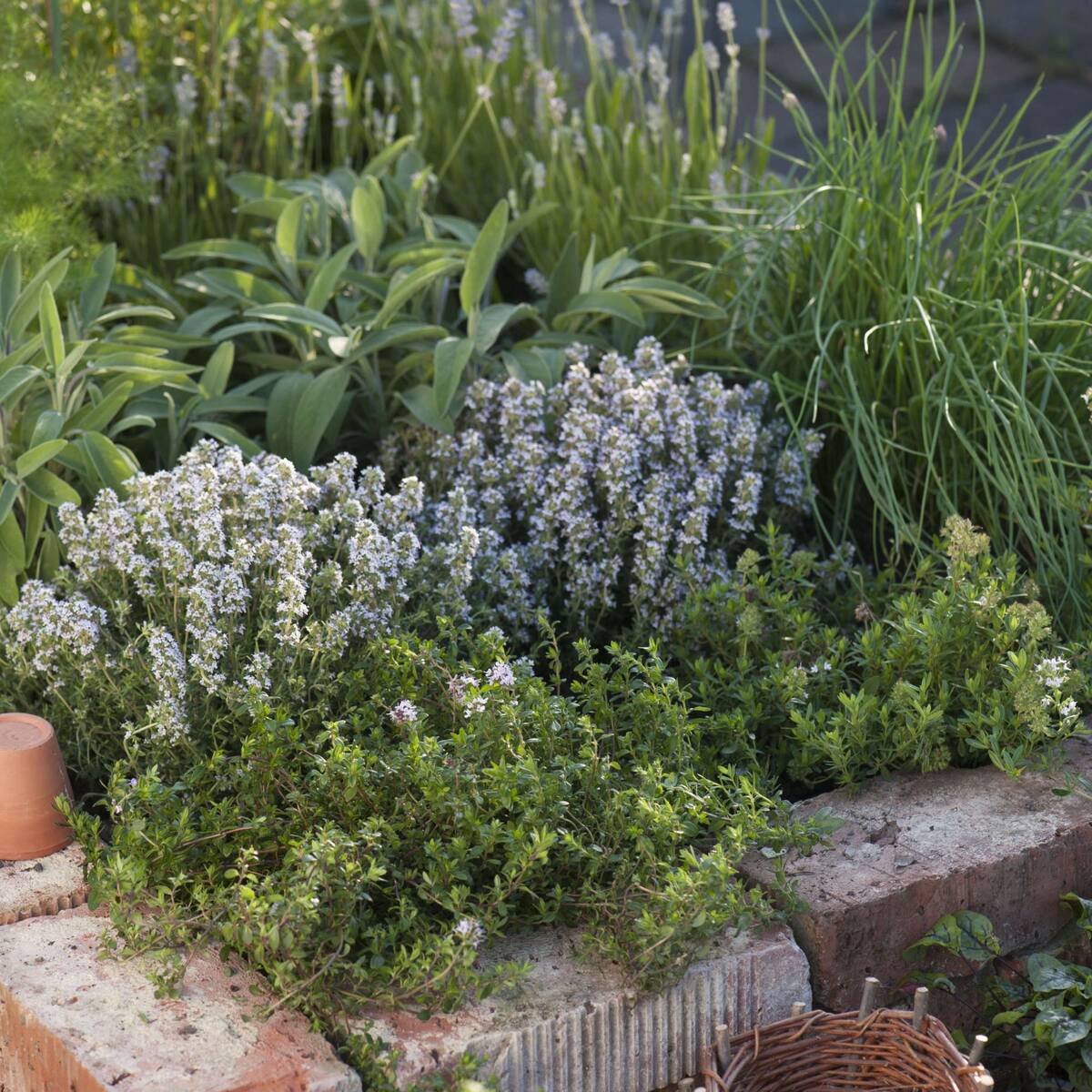 Gartenkräuter "Lavendel & Freunde"