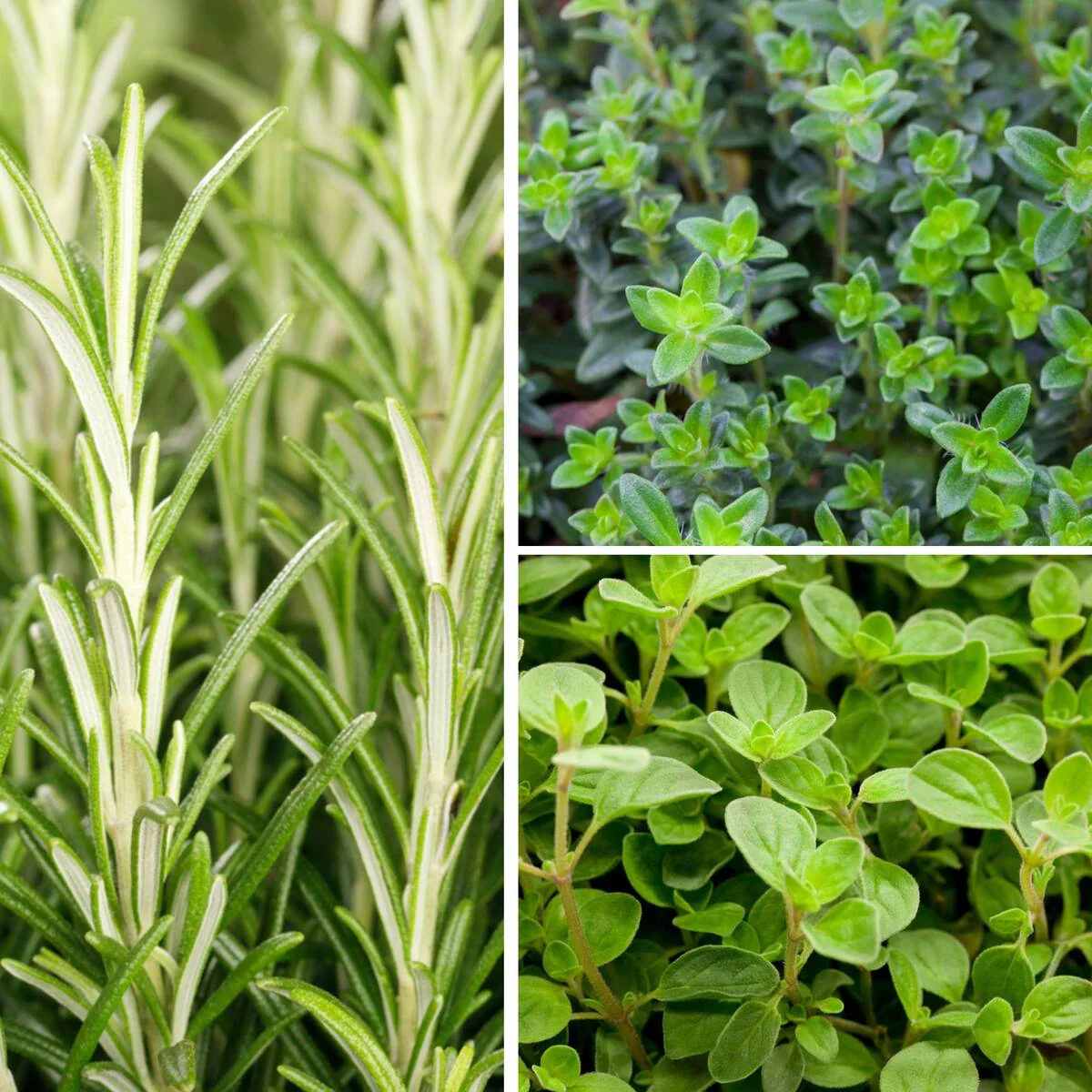Gartenkräuter "Mediterraner Genuss"