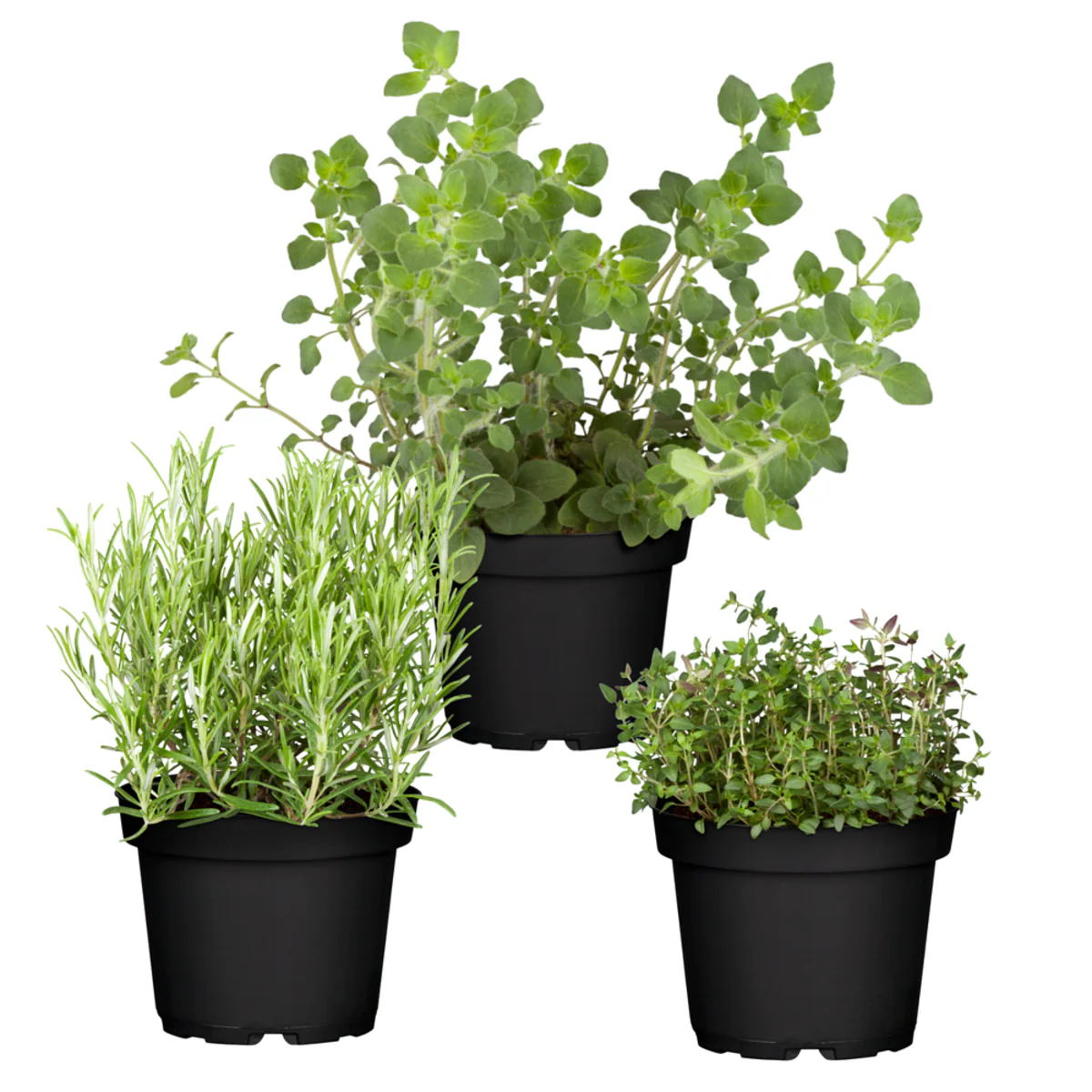 Gartenkräuter "Mediterraner Genuss" - Image 2