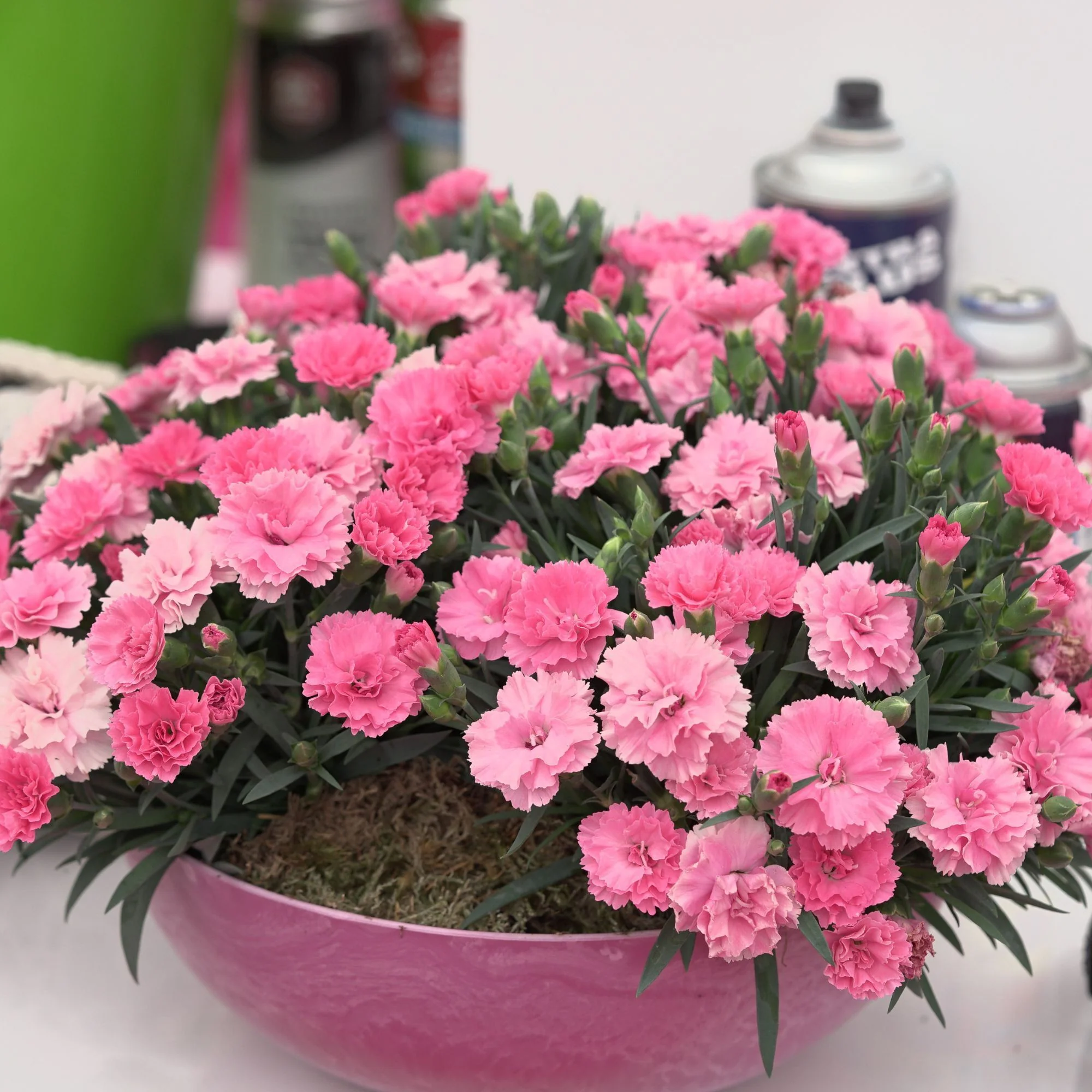 Gartennelke 'I love you®' - Image 3