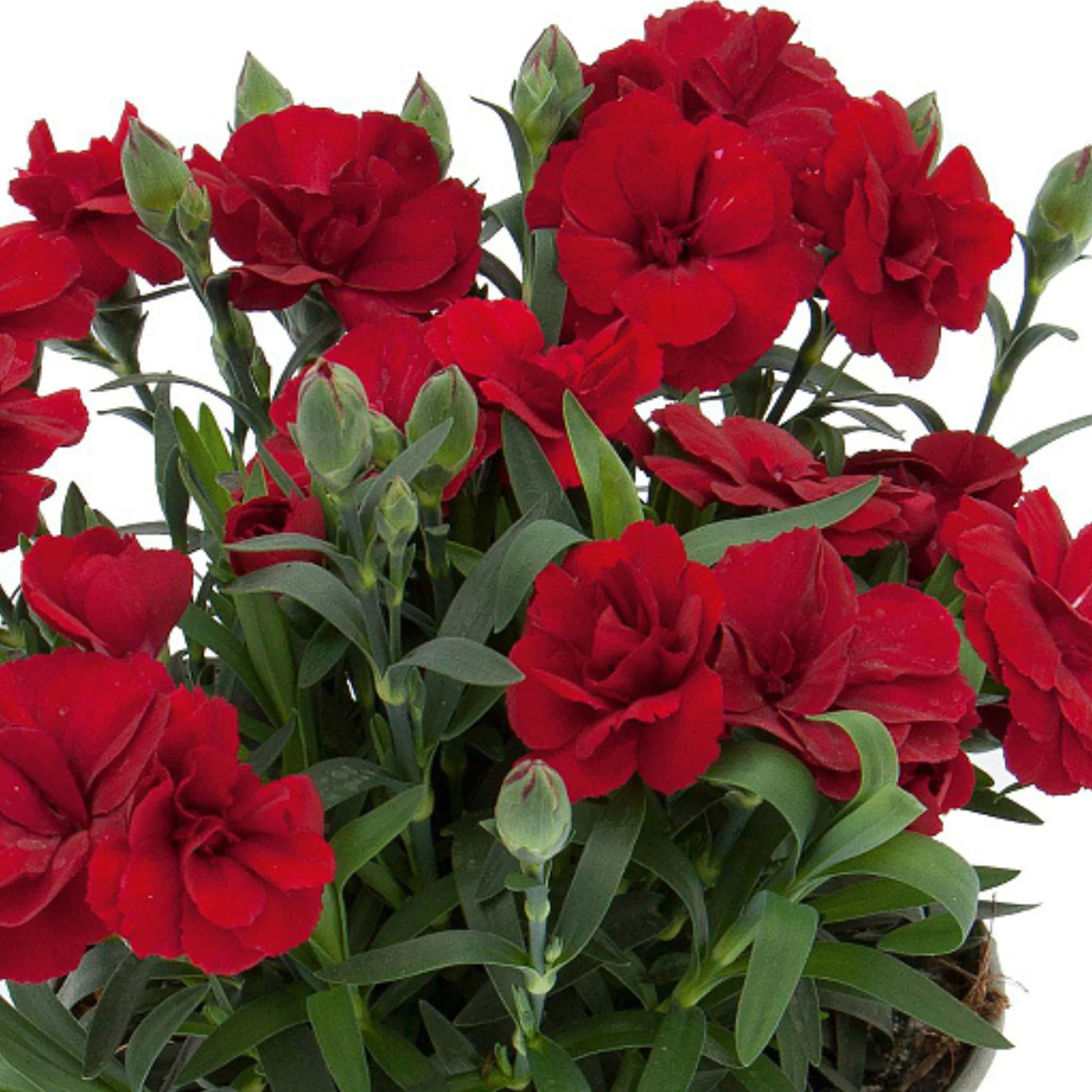 Gartennelke 'Oscar®' - Image 5