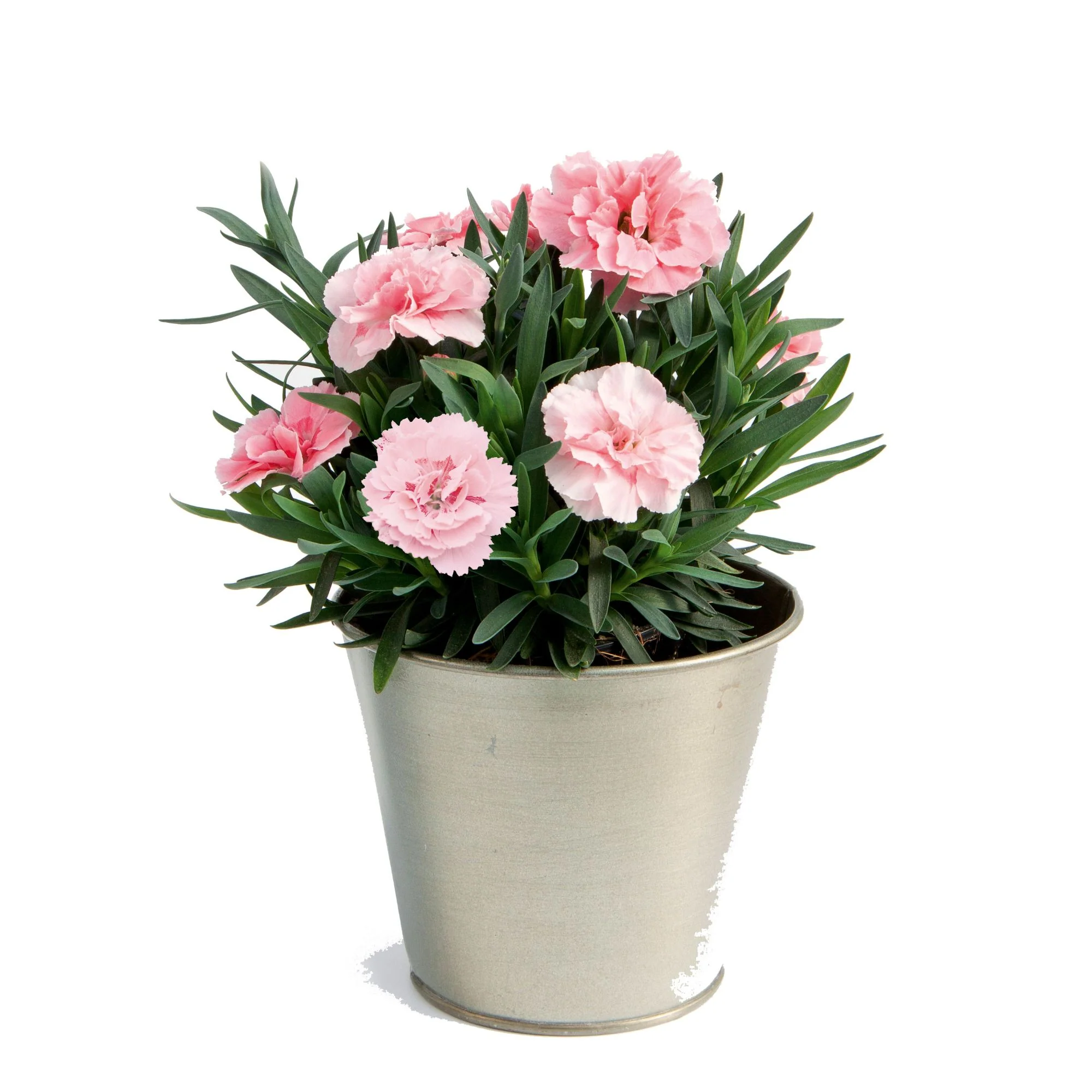 Gartennelke 'Oscar®' - Image 6