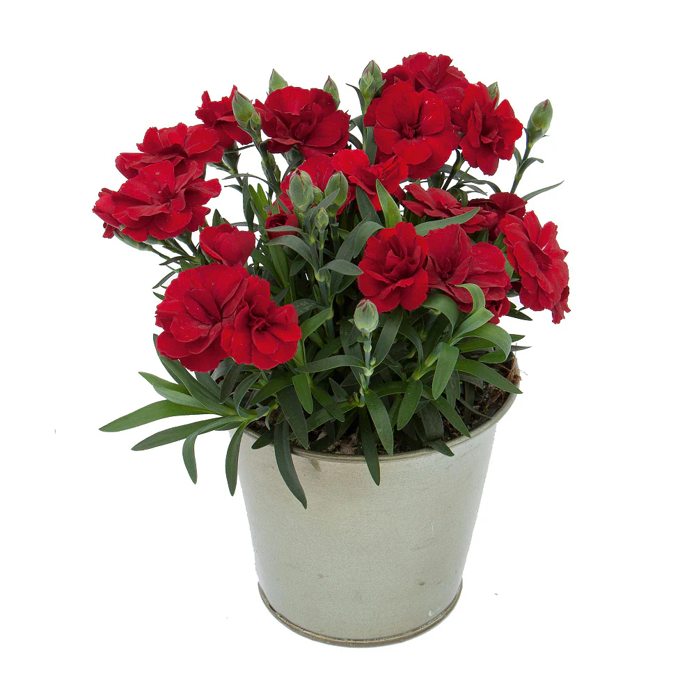 Gartennelke 'Oscar®' - Image 7
