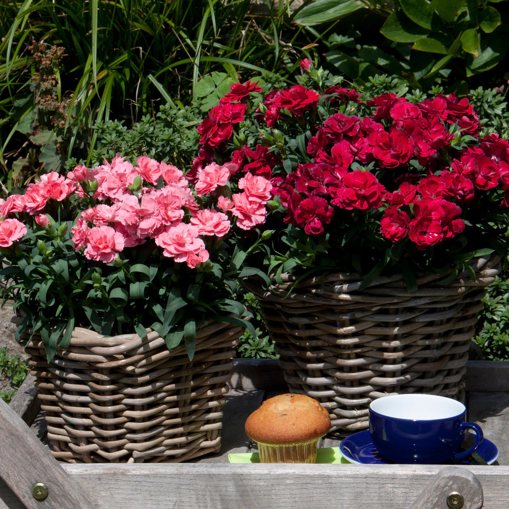 Gartennelke 'Oscar®' - Image 8