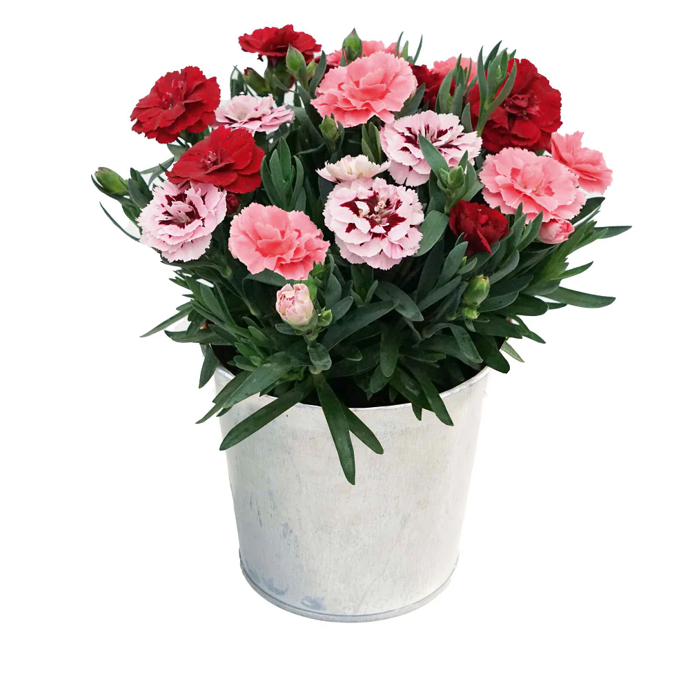 Gartennelke 'Oscar® Trio' - Image 2