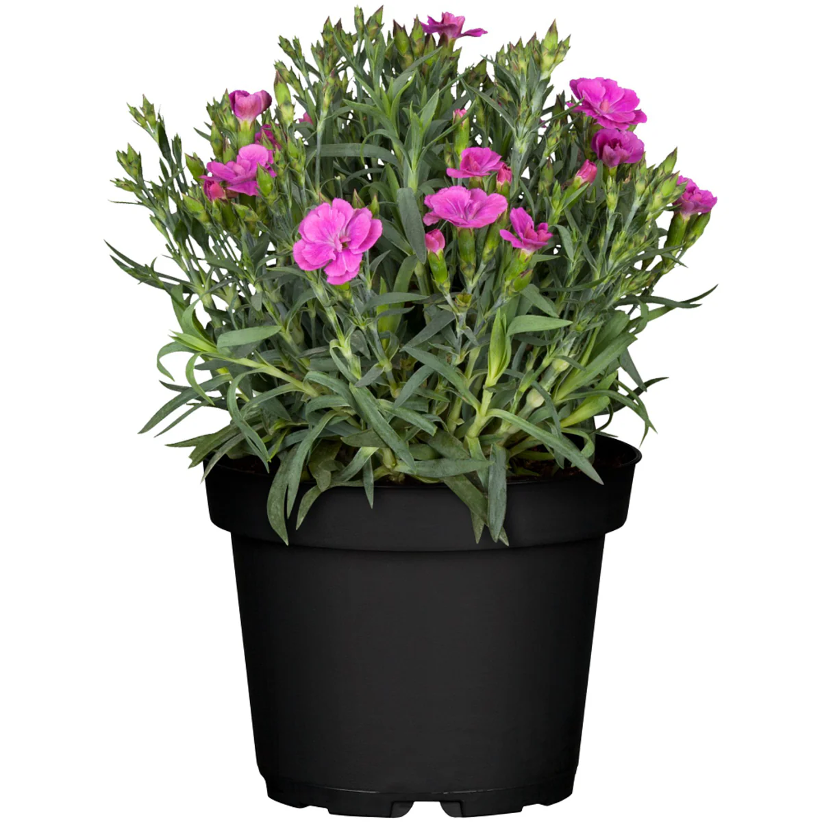 Gartennelke 'Pemanⓢ' - Image 2