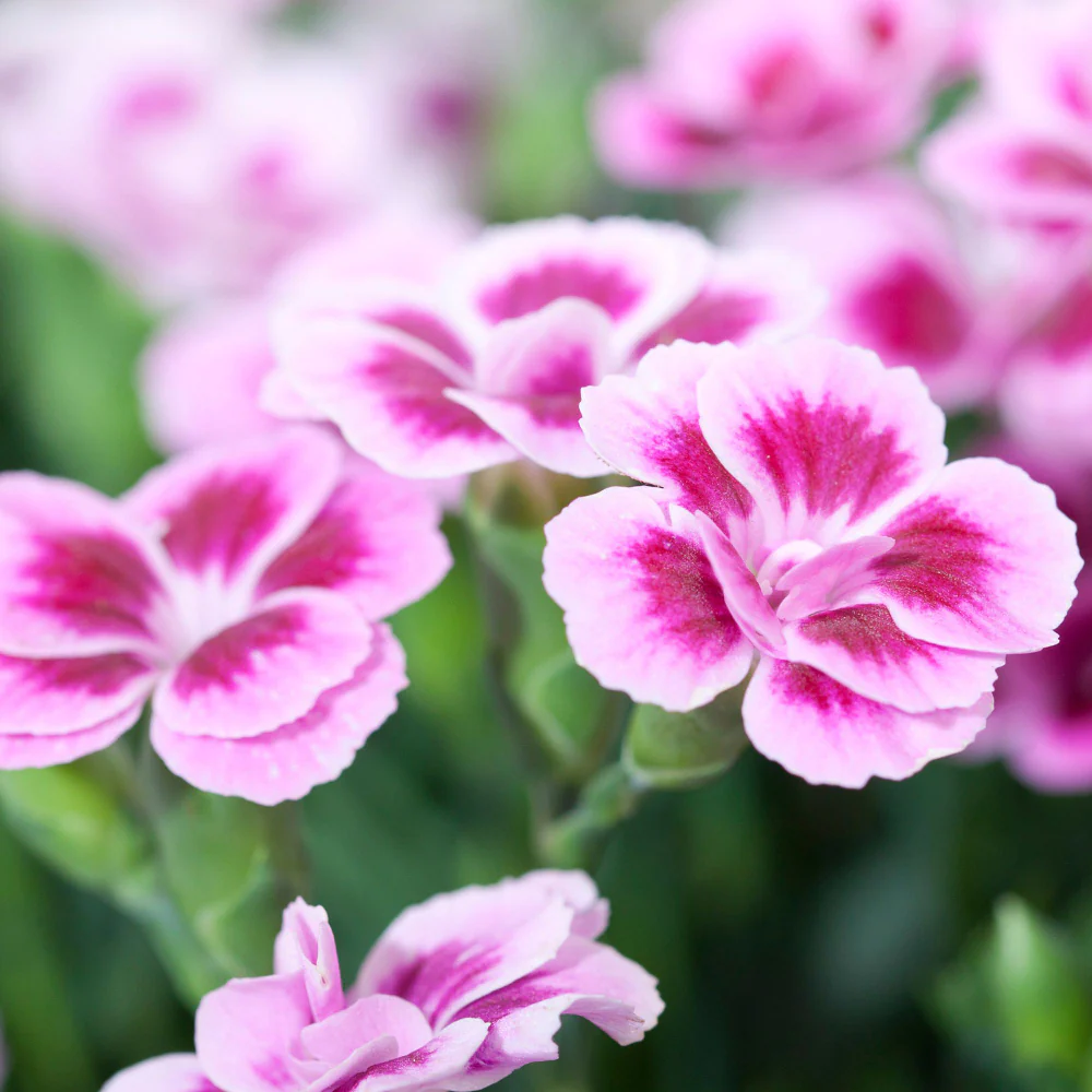 Gartennelke 'Pink Kisses®'