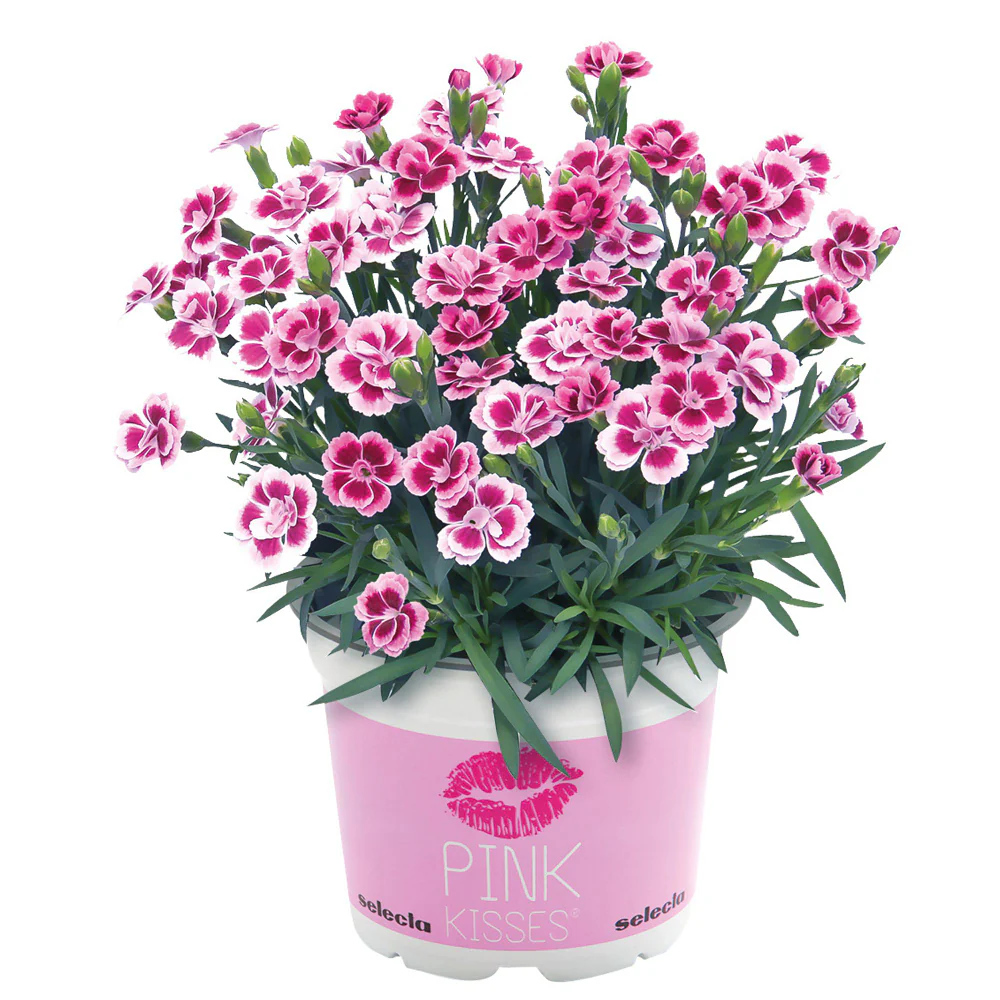 Gartennelke 'Pink Kisses®' - Image 2