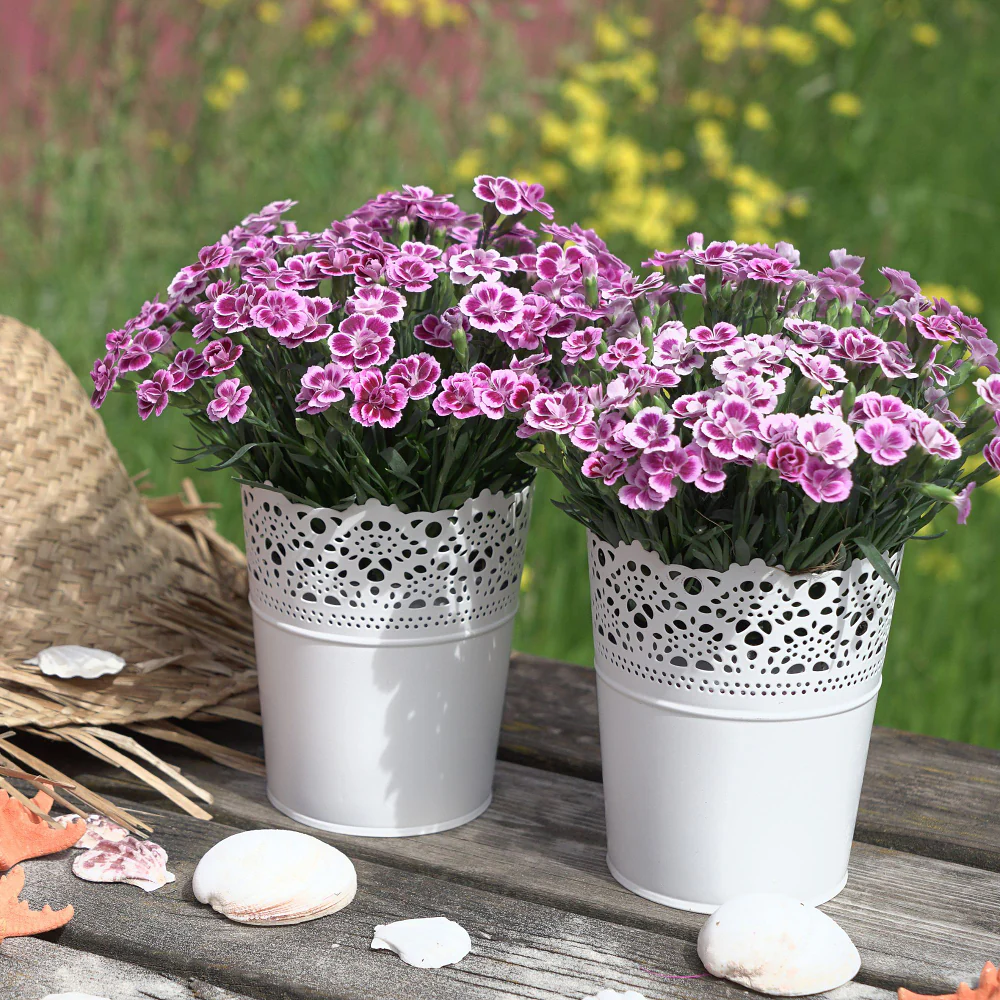 Gartennelke 'Pink Kisses®' - Image 4
