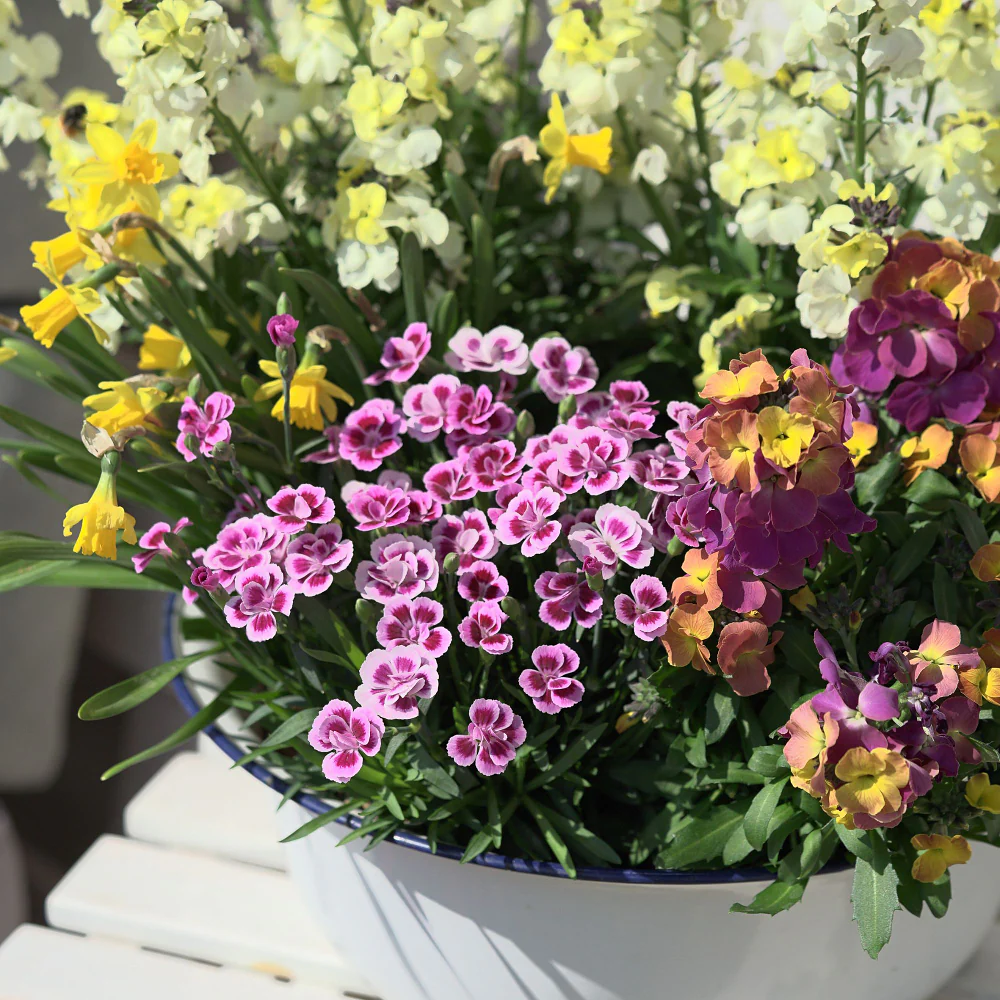 Gartennelke 'Pink Kisses®' - Image 5