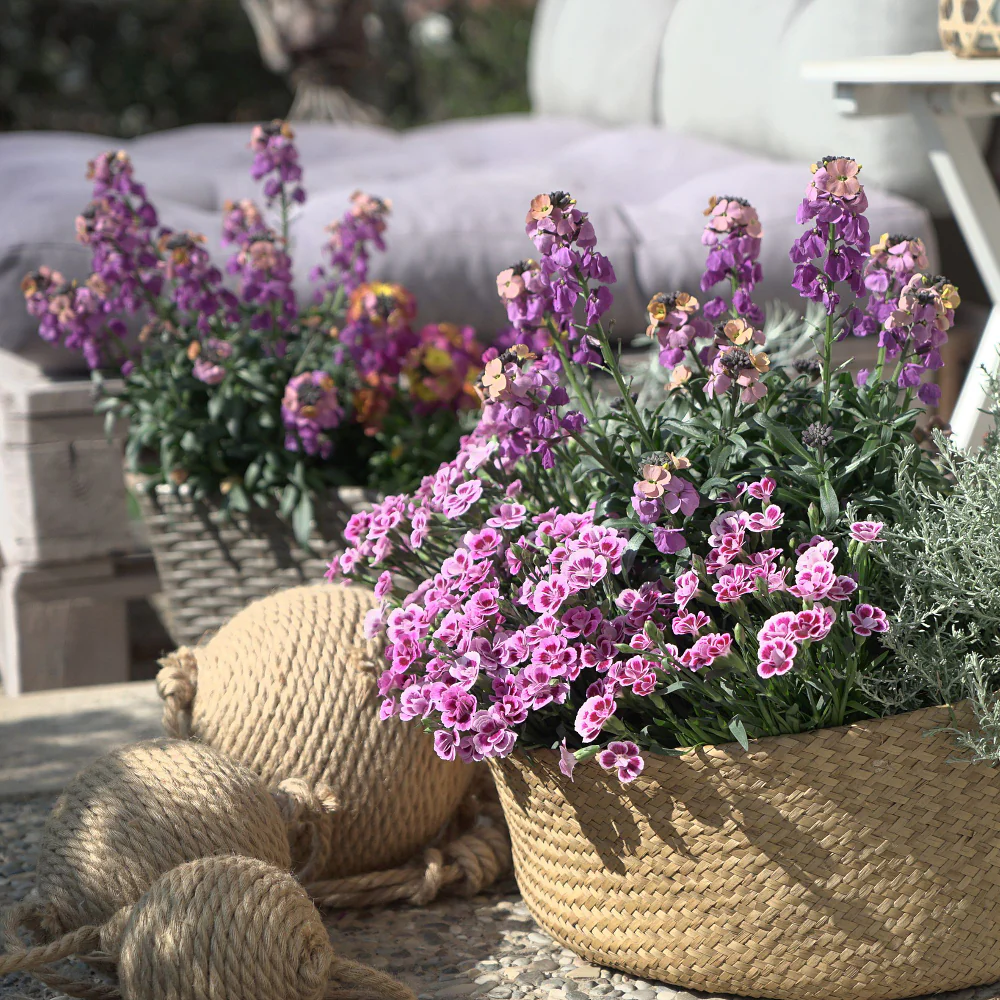 Gartennelke 'Pink Kisses®' - Image 6