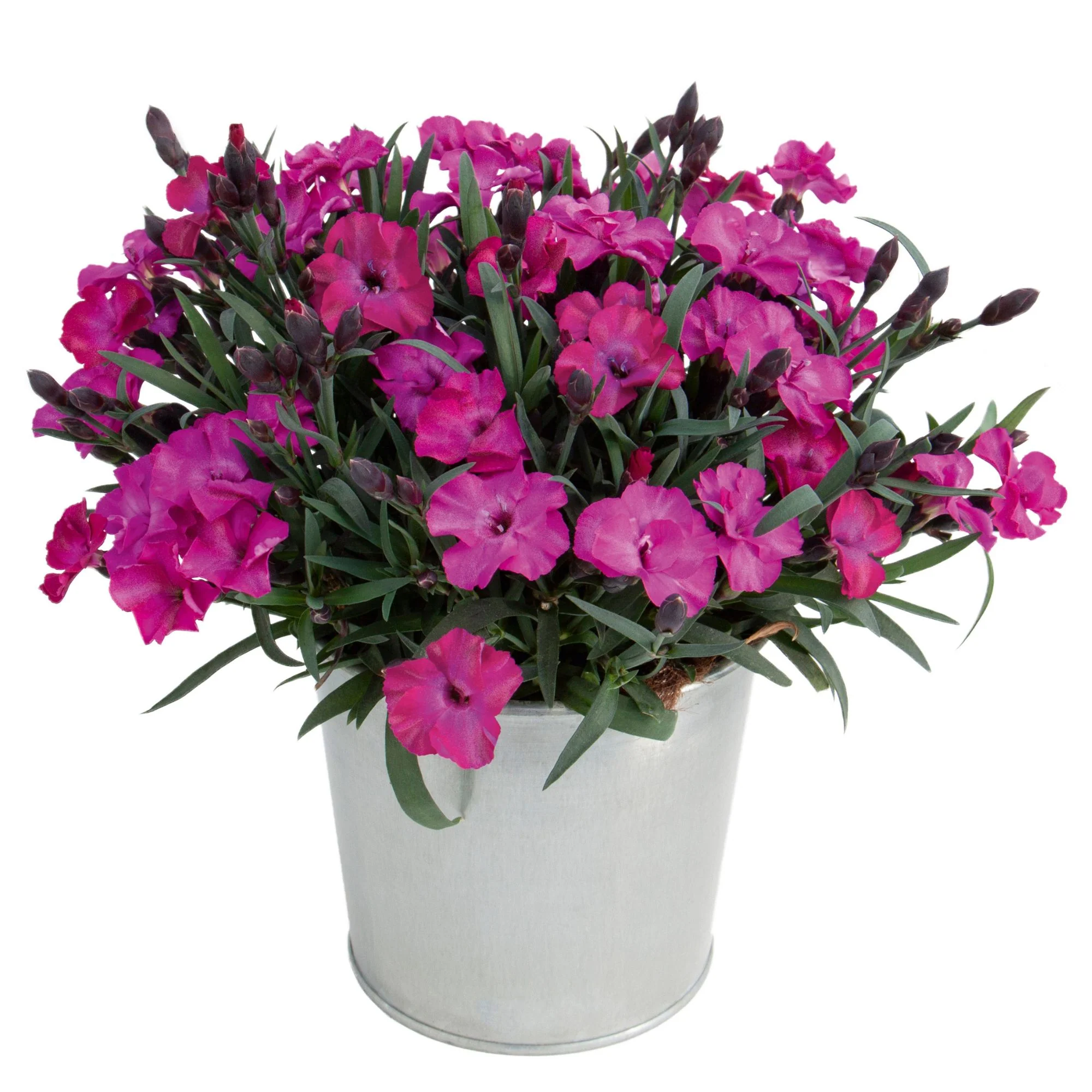 Gartennelke 'Scully®' - Image 2