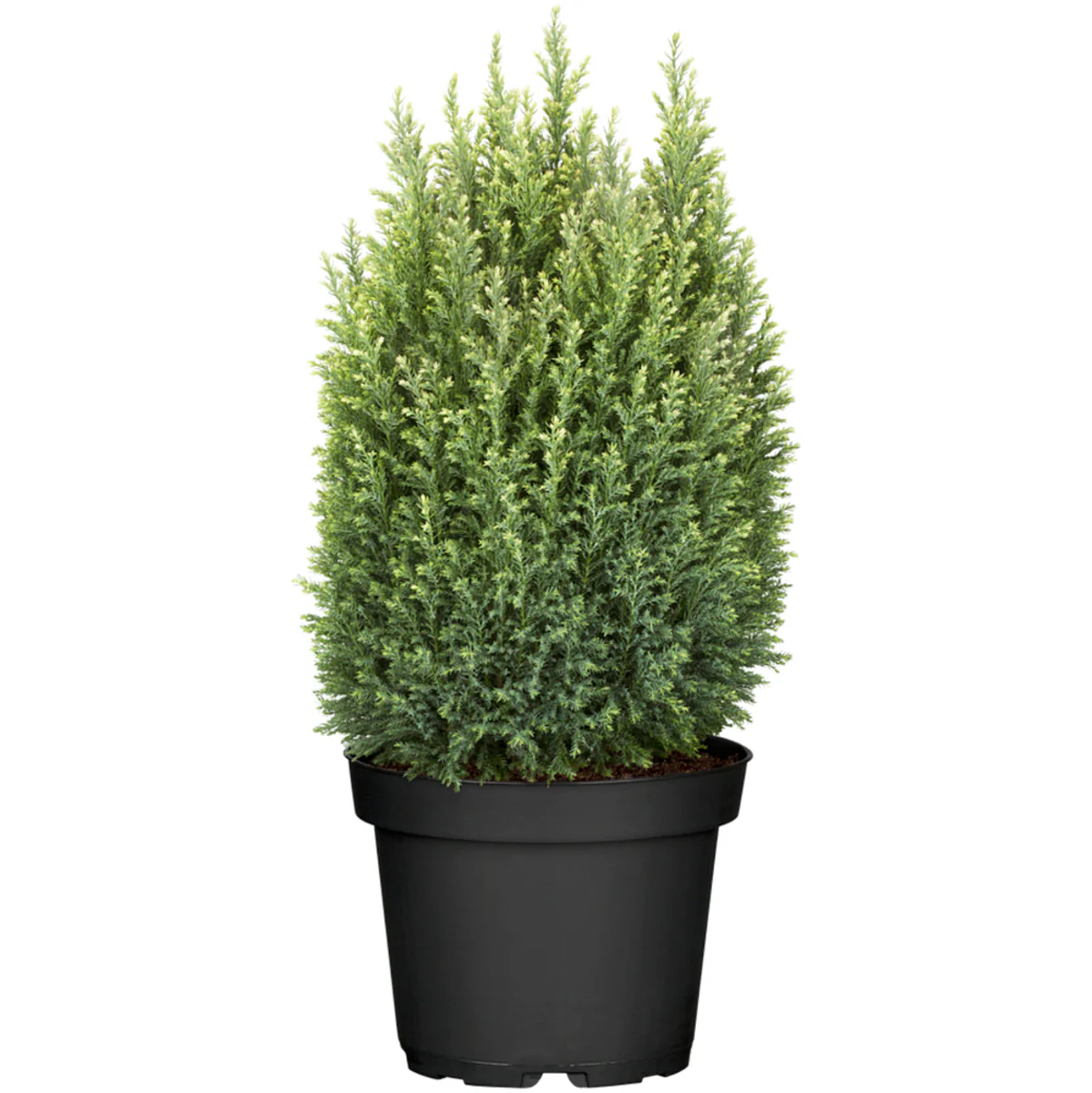 Gartenzypresse 'Snow White' - Image 2