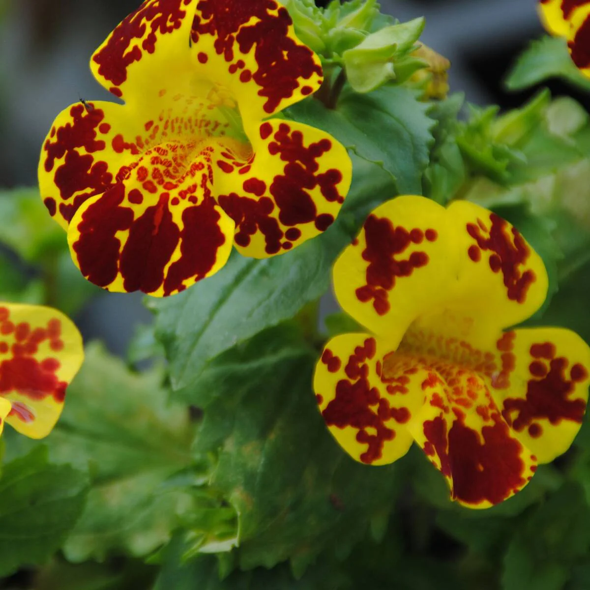 Gauklerblume - Image 3