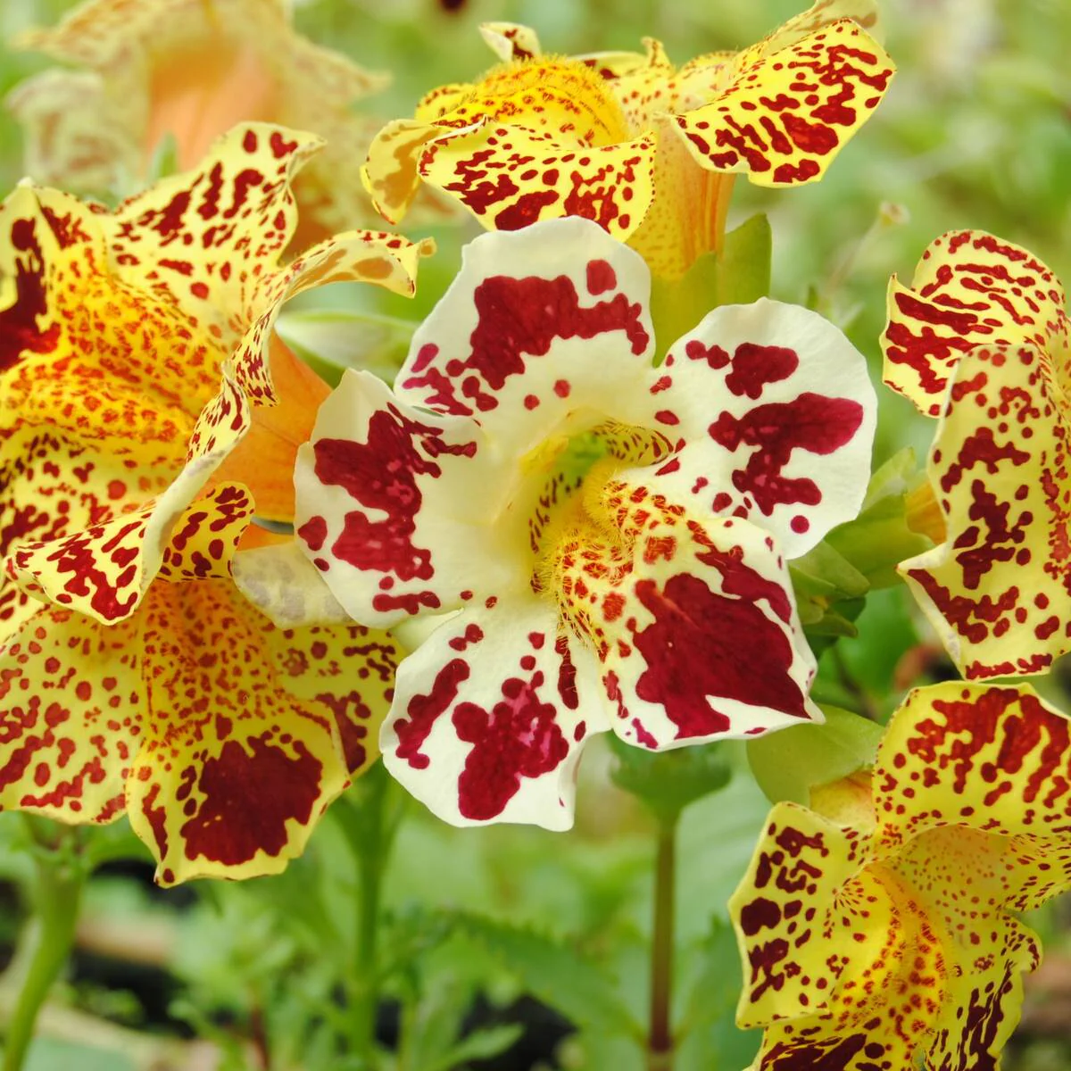Gauklerblume - Image 5
