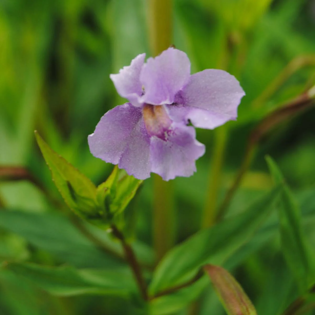 Gauklerblume - Image 6