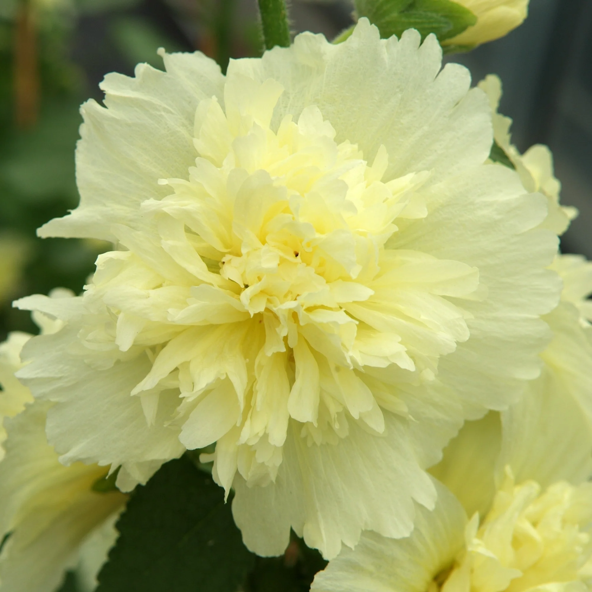 Gefülltblühende Stockrose 'Pleniflora' - Image 9