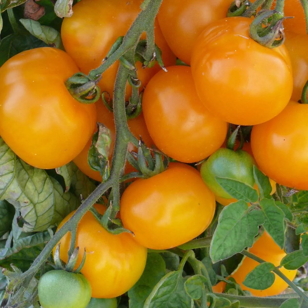 Salattomate 'Lemon Boy'