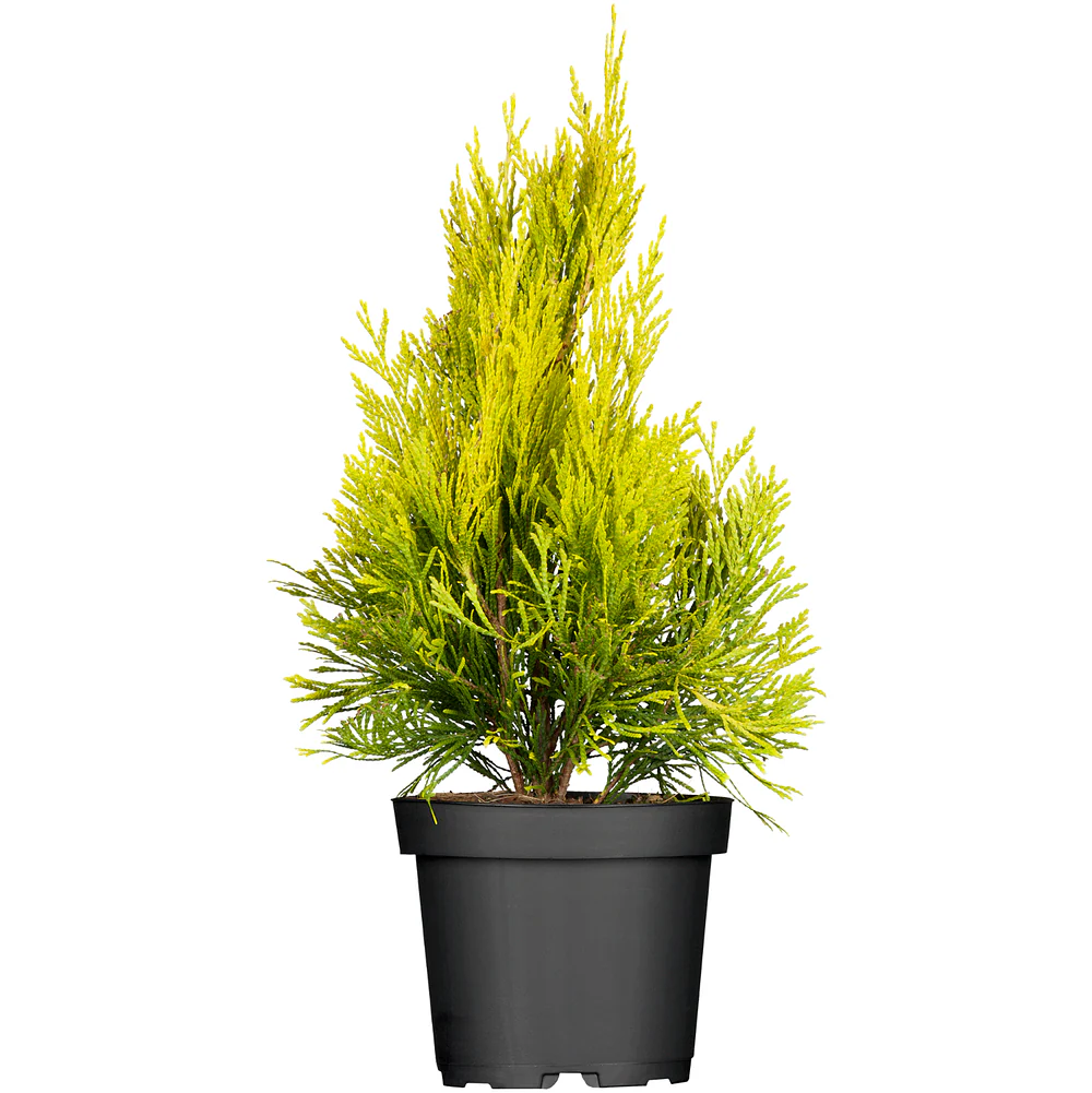 Gelber Riesen-Lebensbaum '4ever Goldy' - Image 2