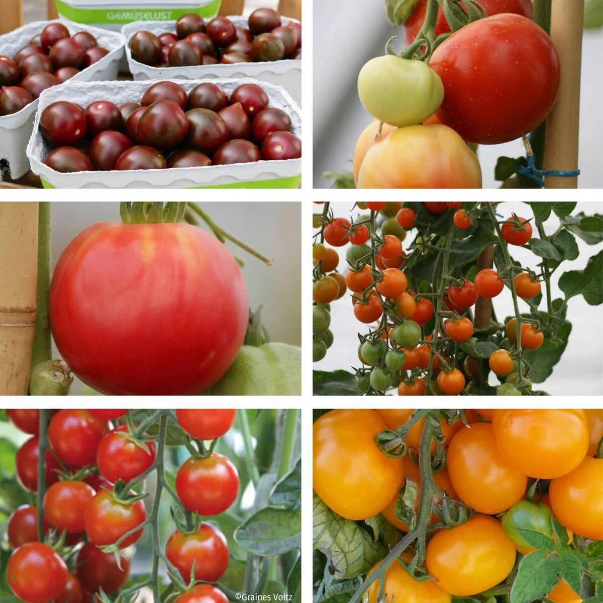 Gemüse-Set "Bunte Tomaten-Mischung"