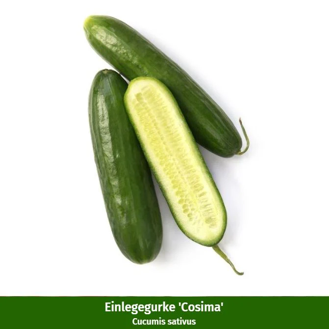 Gemüse-Set "Gartenklassiker" - Image 3
