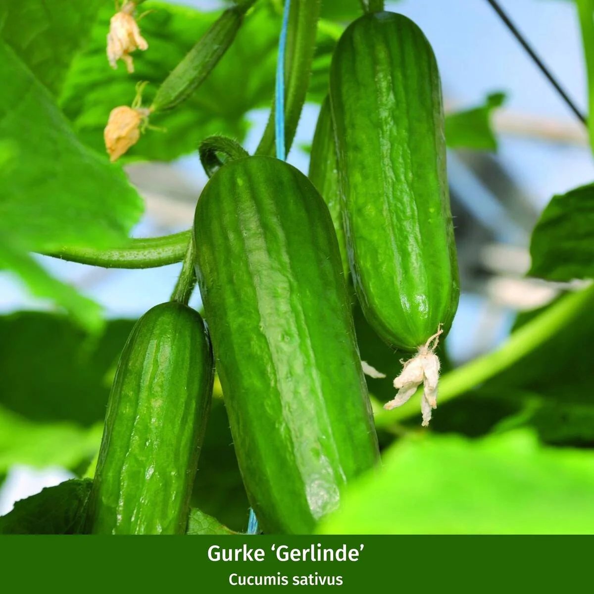 Gemüse-Set "Gurken Klassiker" - Image 2