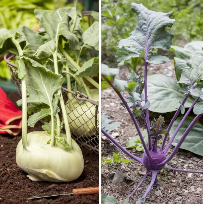 Gemüse-Set "Kohlrabi-Mix in Blau & Weiß"