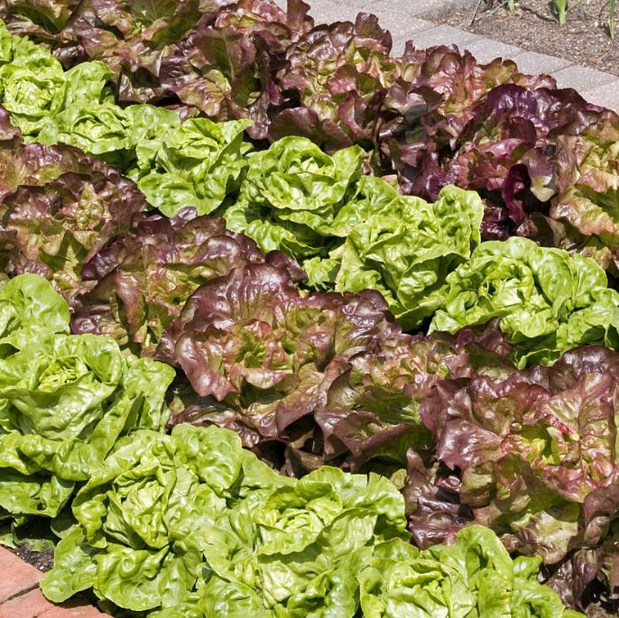 Gemüse-Set "Kopfsalat-Mix" - Image 5