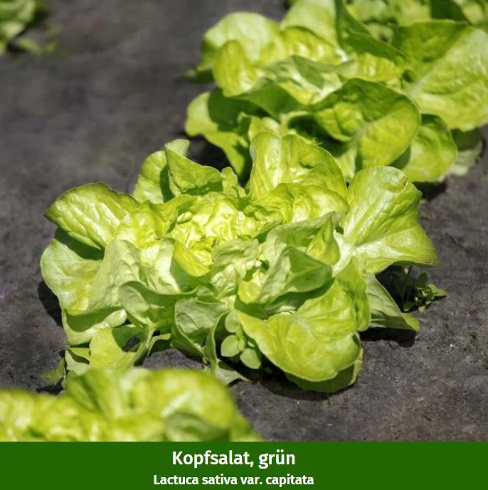 Gemüse-Set "Kopfsalat-Mix in Rot & Grün" - Image 2