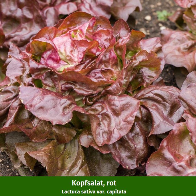 Gemüse-Set "Kopfsalat-Mix in Rot & Grün" - Image 4
