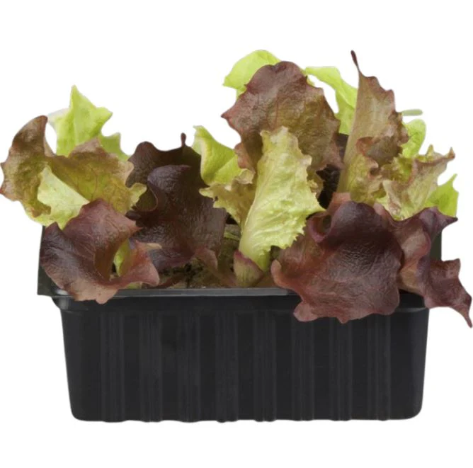 Gemüse-Set "Kopfsalat-Mix in Rot & Grün" - Image 5