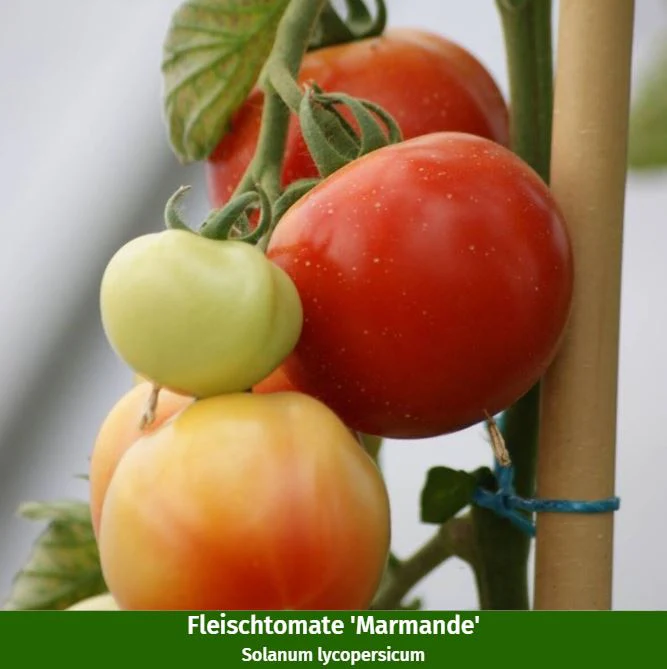 Gemüse-Set "Mediterraner Genuss" - Image 5