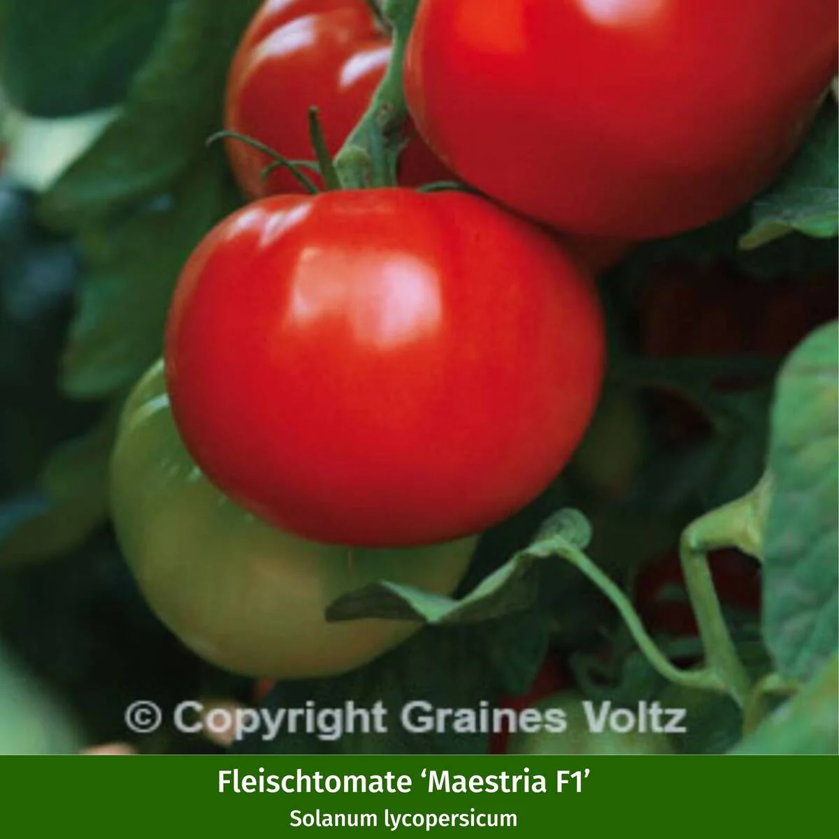Gemüse-Set "Tomaten Vielfalt" - Image 7