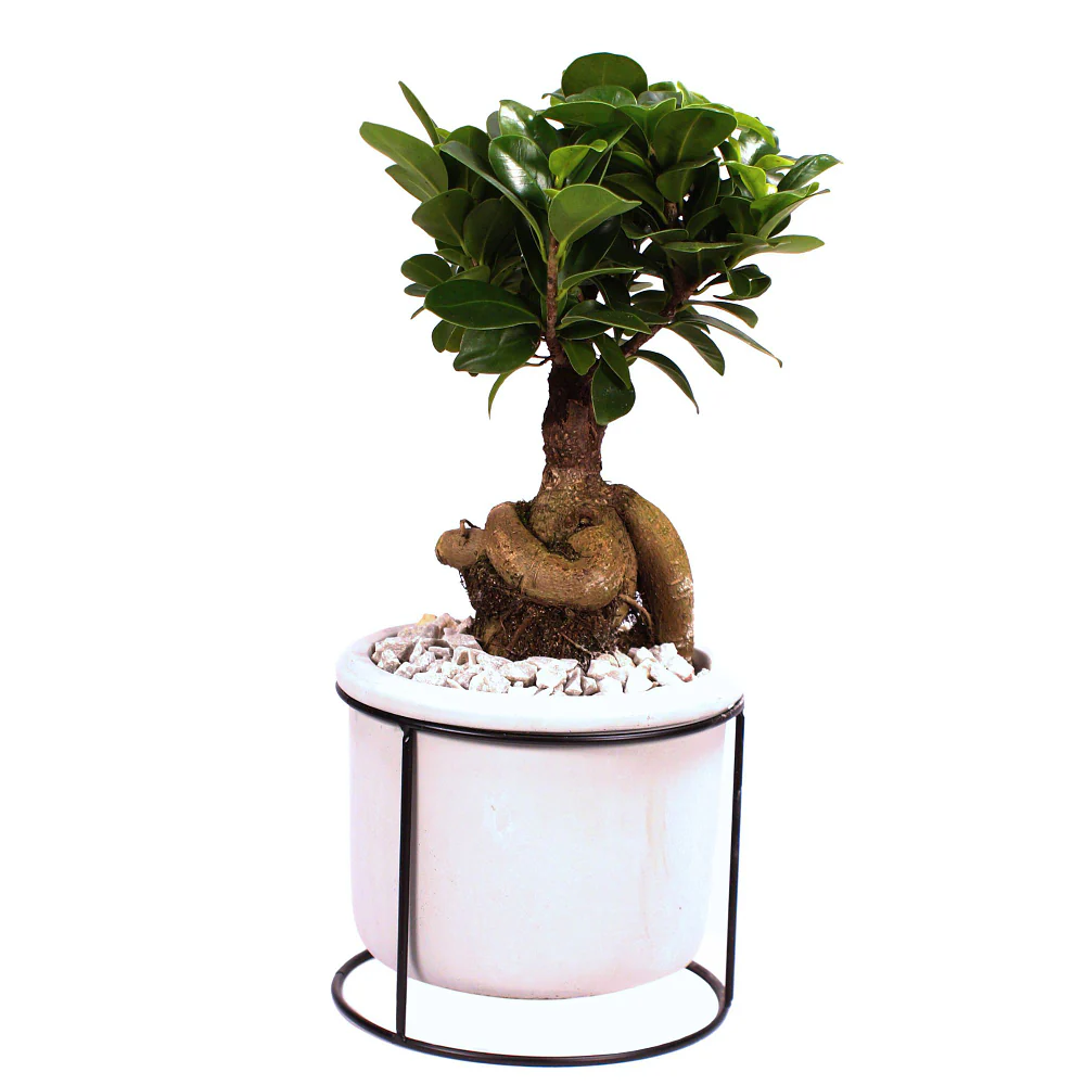 Ginseng-Bonsai im Betontopf - Image 3