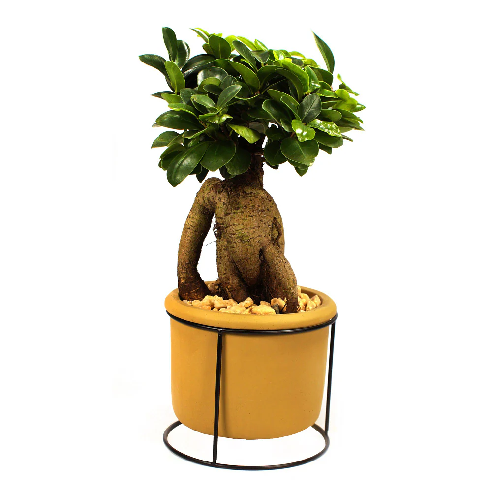 Ginseng-Bonsai im Betontopf - Image 4
