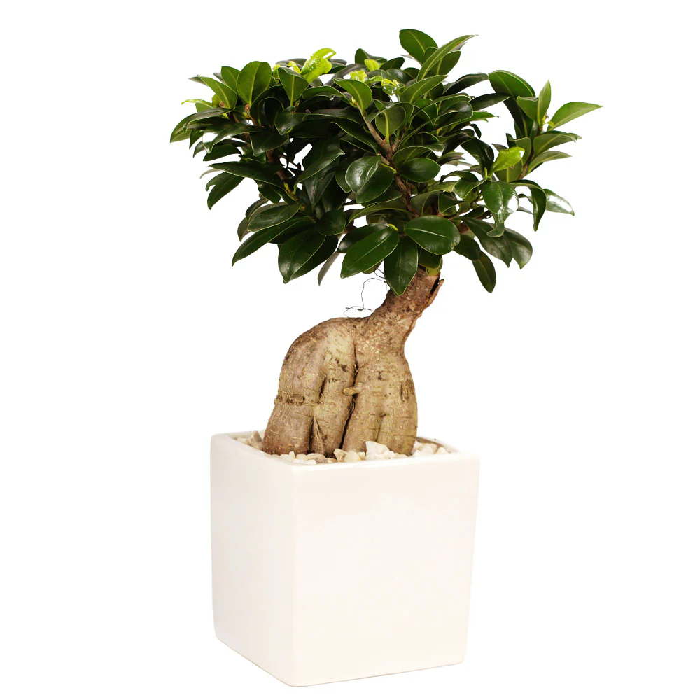 Ginseng-Bonsai im Keramiktopf - Image 2
