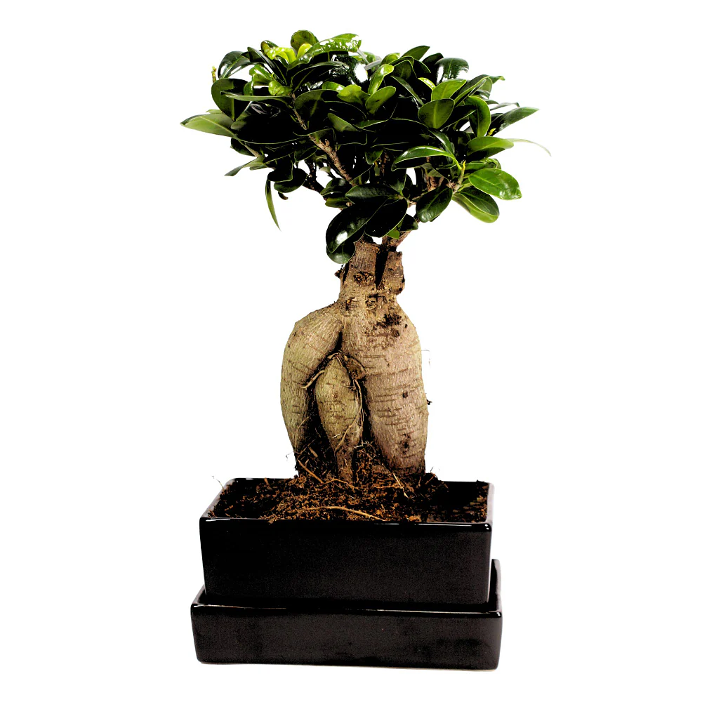 Ginseng-Bonsai im Keramikübertopf mit Wasserspeicher - Image 4