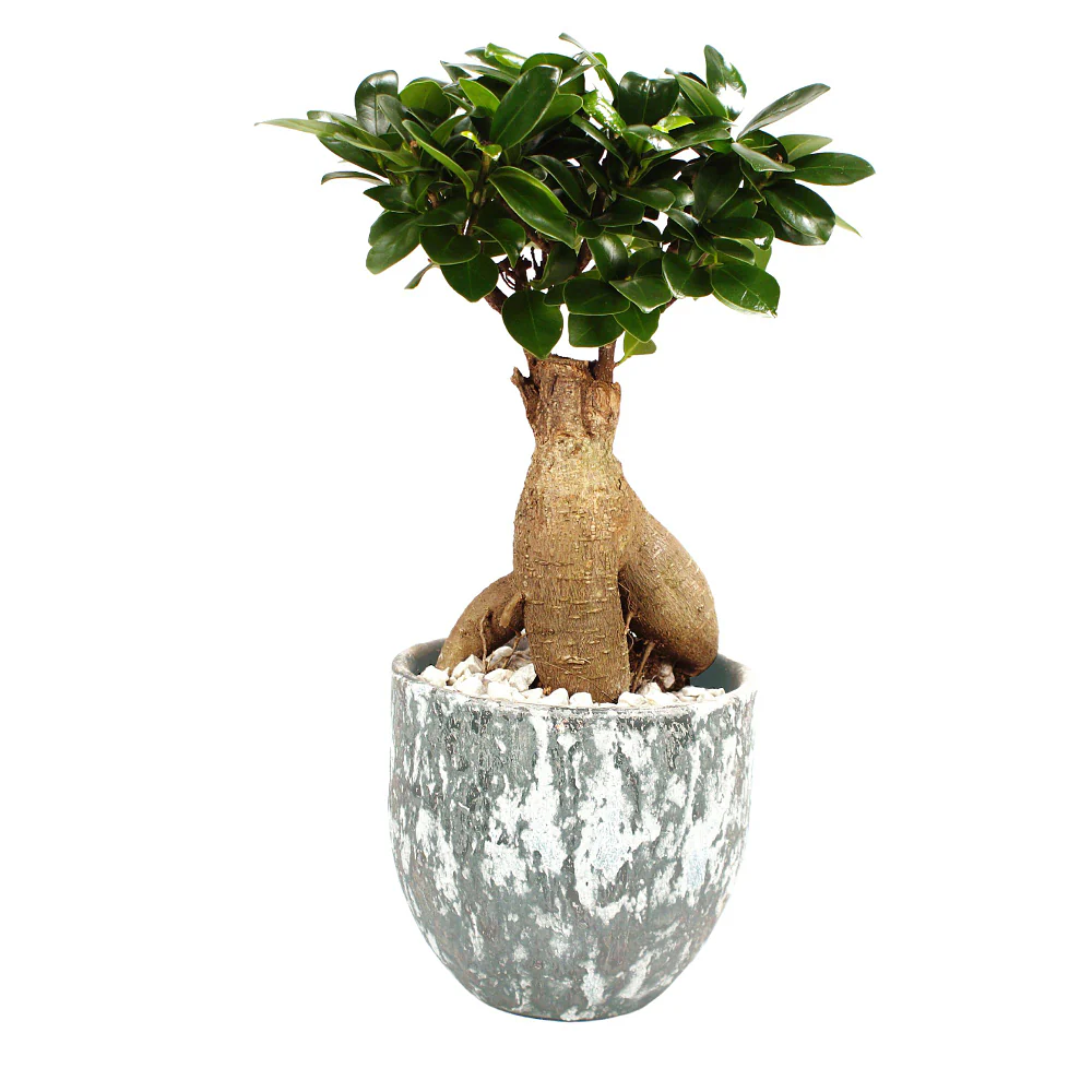 Ginseng-Bonsai im Topf "Porto" - Image 3