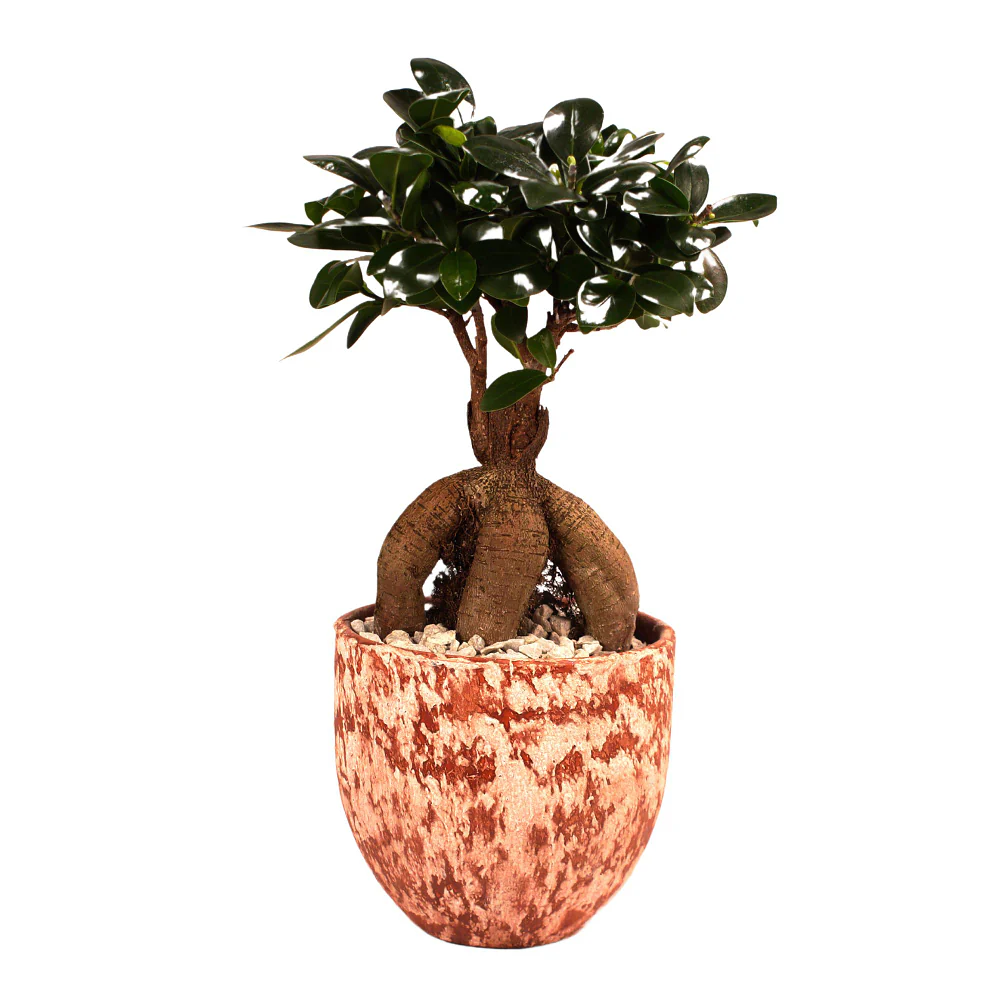 Ginseng-Bonsai im Topf "Porto" - Image 4
