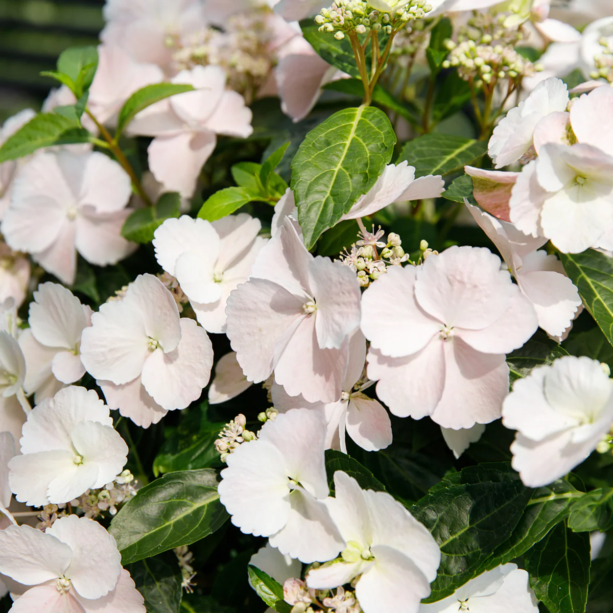 Girlandenhortensie 'Runaway Bride®' - Image 3