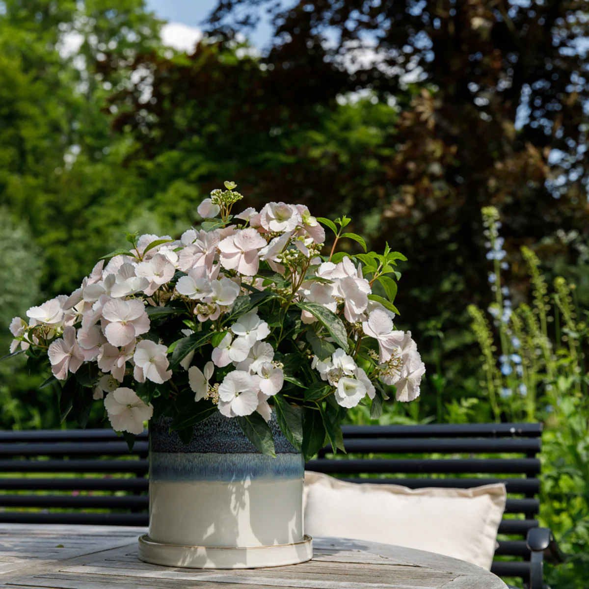 Girlandenhortensie 'Runaway Bride®' - Image 4