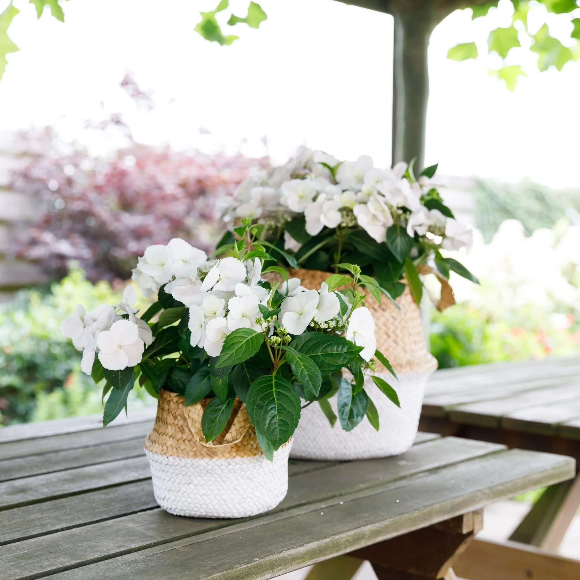 Girlandenhortensie 'Runaway Bride®' - Image 7
